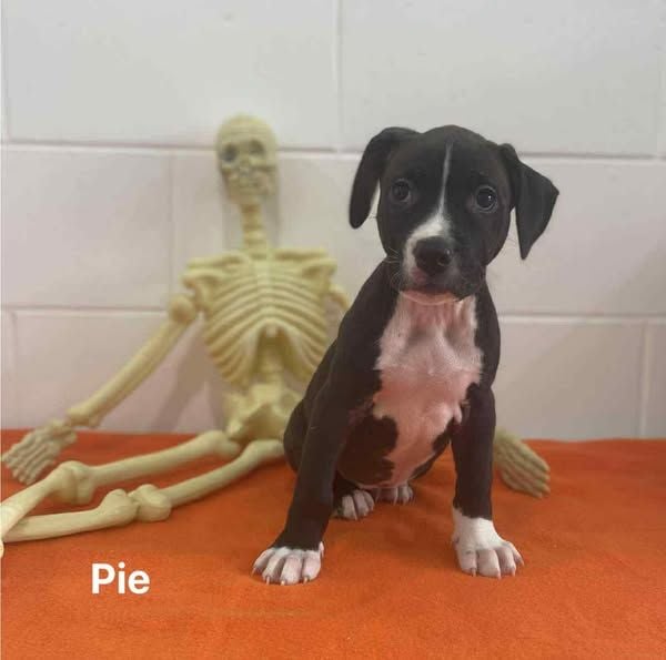 Pie Pie